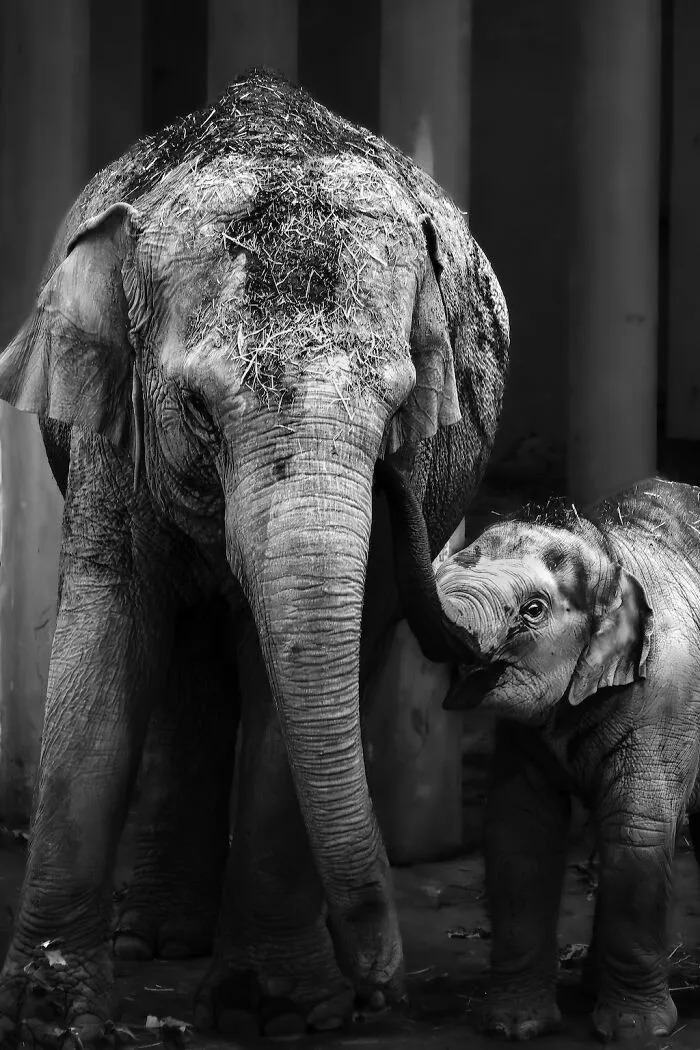 I Captured The Gentle Giants Of Sapporo Maruyama Zoo: Asian Elephants (15 Pics)