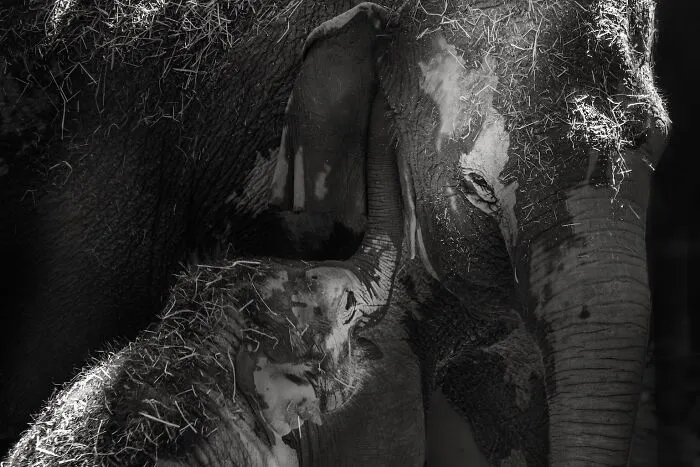 I Captured The Gentle Giants Of Sapporo Maruyama Zoo: Asian Elephants (15 Pics)