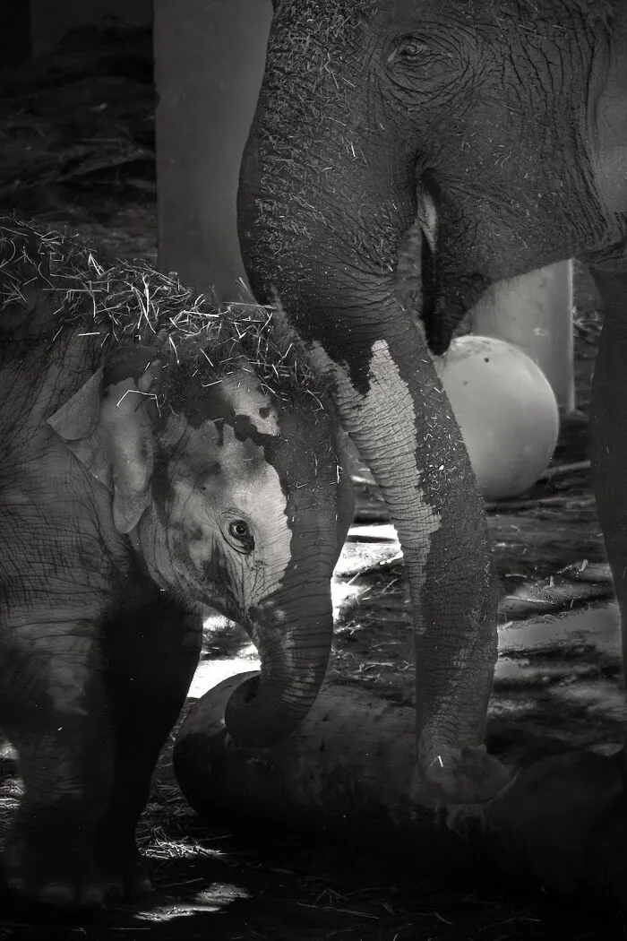 I Captured The Gentle Giants Of Sapporo Maruyama Zoo: Asian Elephants (15 Pics)