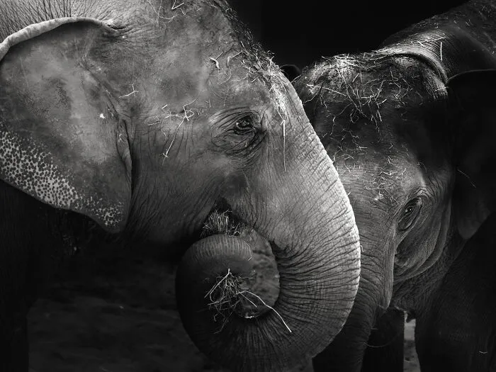 I Captured The Gentle Giants Of Sapporo Maruyama Zoo: Asian Elephants (15 Pics)