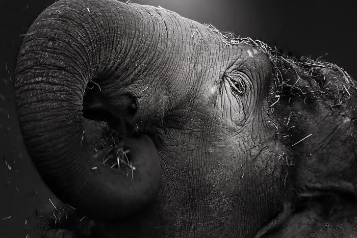 I Captured The Gentle Giants Of Sapporo Maruyama Zoo: Asian Elephants (15 Pics)