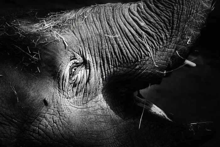I Captured The Gentle Giants Of Sapporo Maruyama Zoo: Asian Elephants (15 Pics)