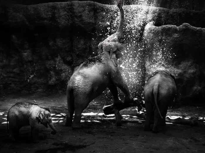 I Captured The Gentle Giants Of Sapporo Maruyama Zoo: Asian Elephants (15 Pics)