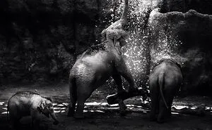 I Captured The Gentle Giants Of Sapporo Maruyama Zoo: Asian Elephants (15 Pics)