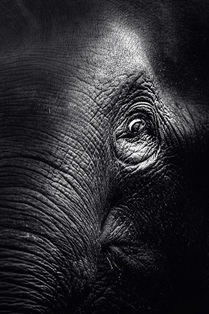 I Captured The Gentle Giants Of Sapporo Maruyama Zoo: Asian Elephants (15 Pics)