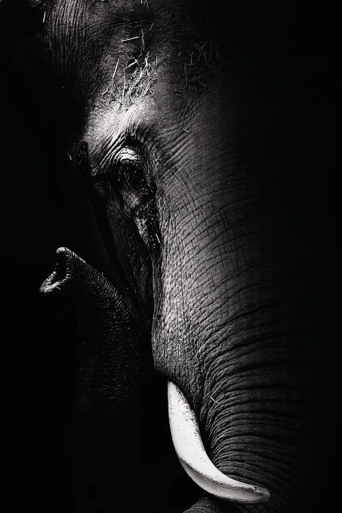I Captured The Gentle Giants Of Sapporo Maruyama Zoo: Asian Elephants (15 Pics)
