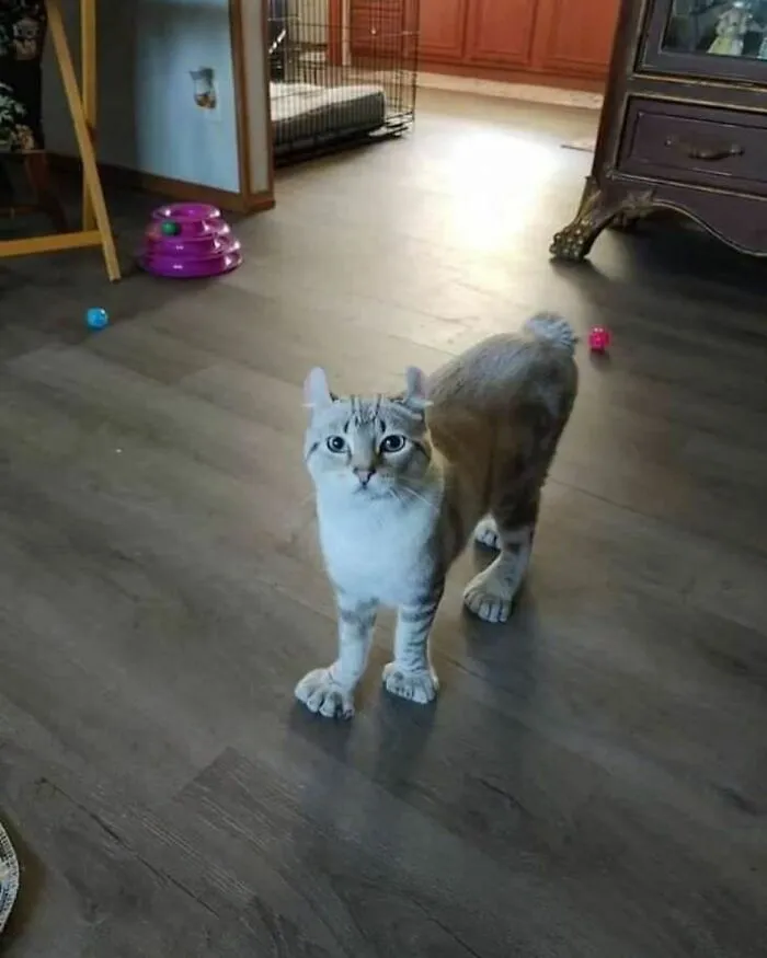 Gato con polidactilia: dedos extra