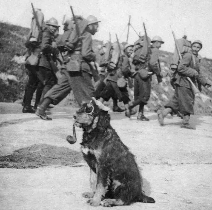 Soldados franceses pasan junto a un perro que lleva gafas y fuma en pipa, 1915