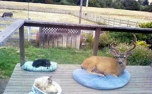 50 Very Random Pics To Bring A Sprinkle Of Joy Into Your Life