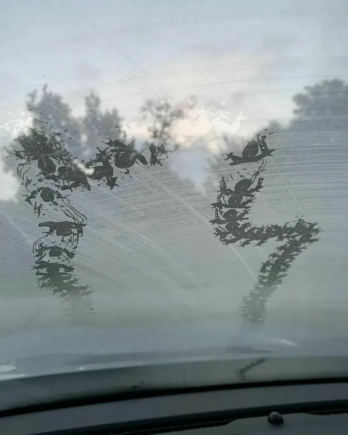 Huellas de rana en un coche