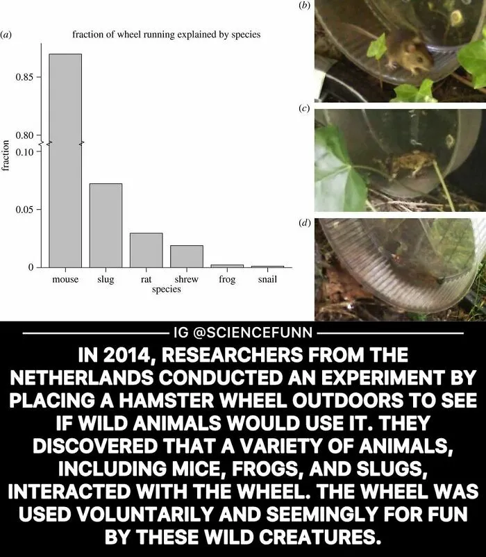 Chart showing wheel running by species; mouse, slug. Funny science meme from "A Place Where Science Is Cool."