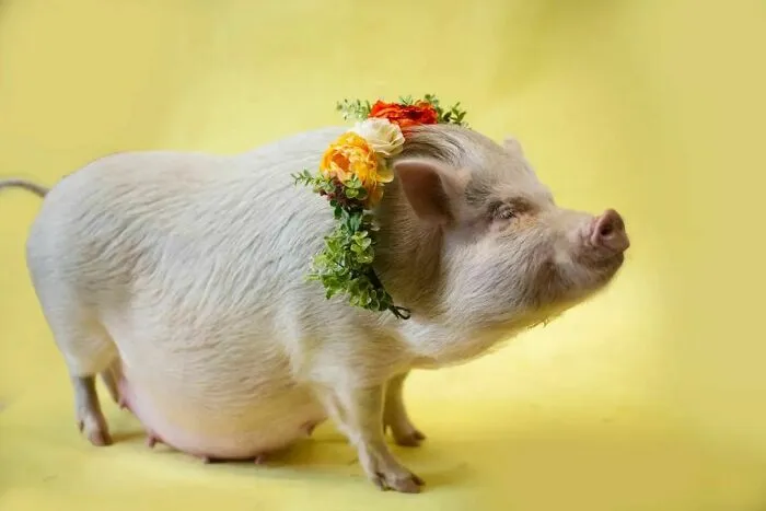 Juno's Piglets Are On Their Way A Little Sooner Than Expected! Any Day Now, She'll Be Ready