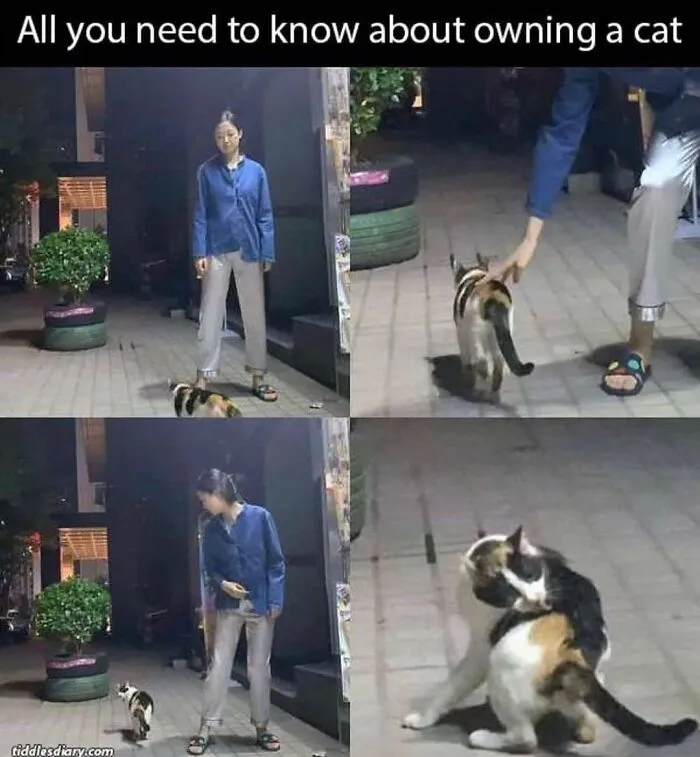 50 Times Cats Proved They’re The Masters Of Meme-Full Moments, As Seen On This IG Page