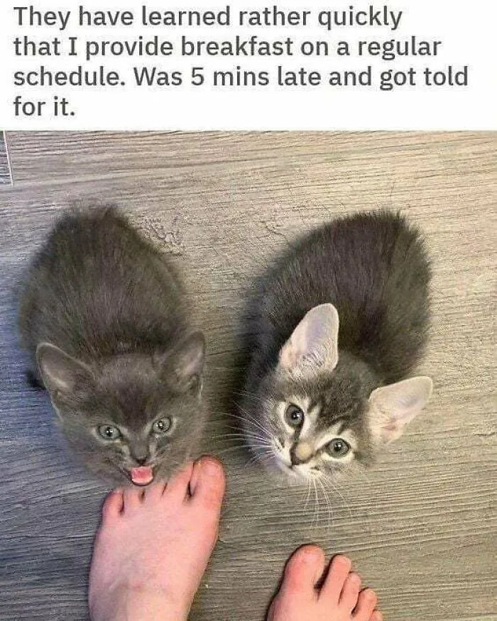 50 Times Cats Proved They’re The Masters Of Meme-Full Moments, As Seen On This IG Page
