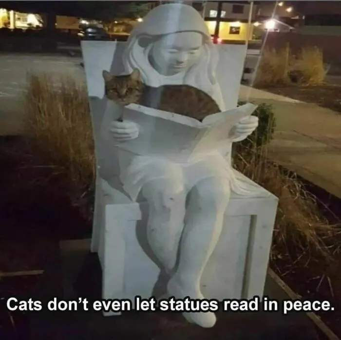 50 Times Cats Proved They’re The Masters Of Meme-Full Moments, As Seen On This IG Page