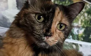 Hey Pandas, Post A Pic Of Your Cat To Celebrate International Cat Day (Closed)