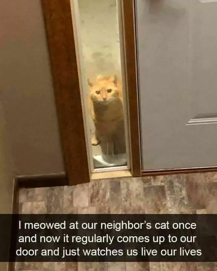 50 Times Cats Proved They’re The Masters Of Meme-Full Moments, As Seen On This IG Page