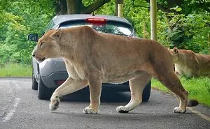 50 Animals So Giant It’s Hard To Believe They’re Real (New Pics)