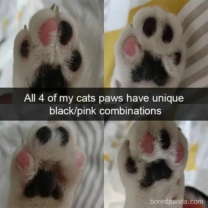 50 Times Cats Proved They’re The Masters Of Meme-Full Moments, As Seen On This IG Page