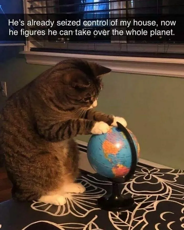50 Times Cats Proved They’re The Masters Of Meme-Full Moments, As Seen On This IG Page