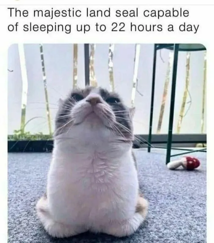 50 Times Cats Proved They’re The Masters Of Meme-Full Moments, As Seen On This IG Page