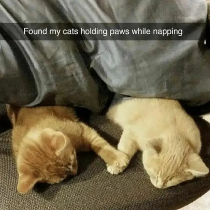 50 Times Cats Proved They’re The Masters Of Meme-Full Moments, As Seen On This IG Page
