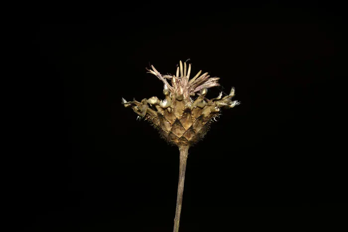 Macro Of A Flower
