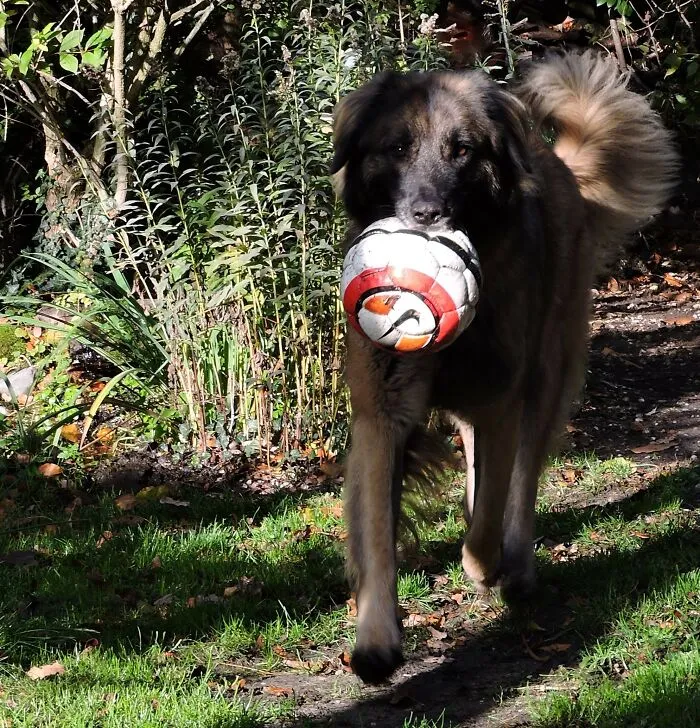 The Big King Of Mouthball