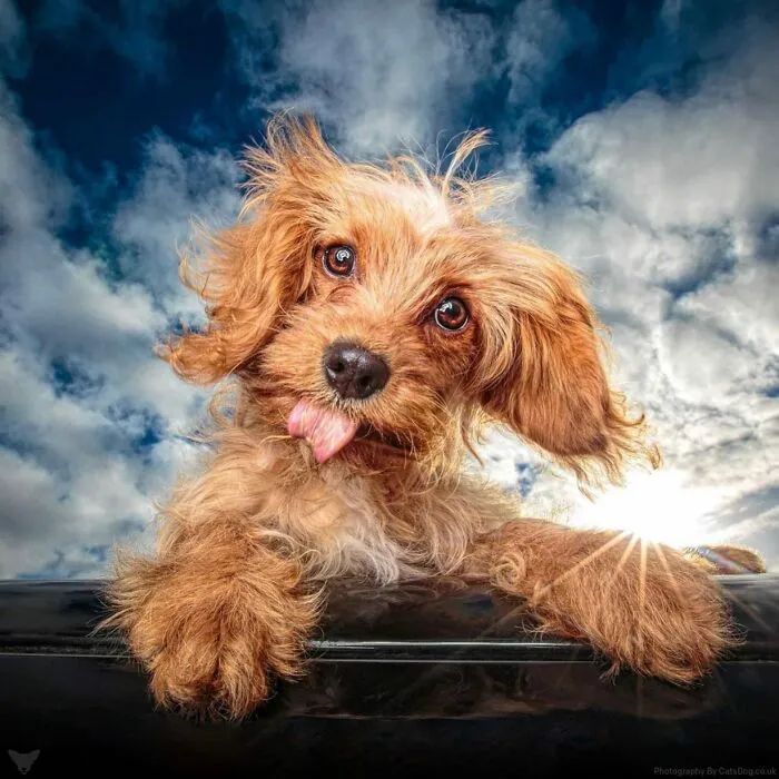 40 De las mejores imágenes de todas las ediciones de los Premios Internacionales de Fotografía Canina