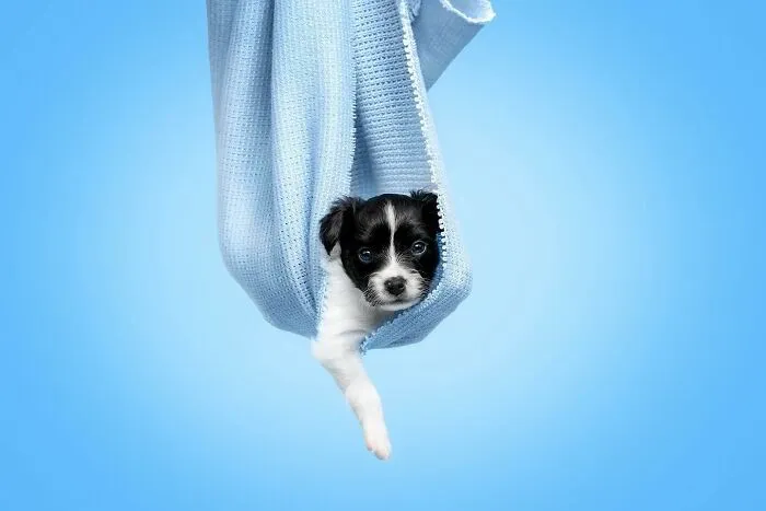 40 De las mejores imágenes de todas las ediciones de los Premios Internacionales de Fotografía Canina