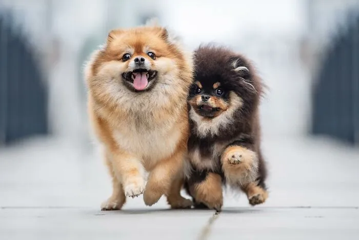 40 De las mejores imágenes de todas las ediciones de los Premios Internacionales de Fotografía Canina