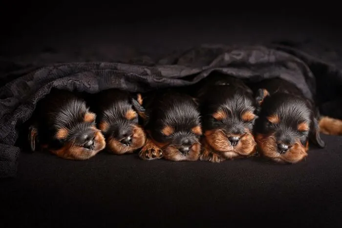 40 De las mejores imágenes de todas las ediciones de los Premios Internacionales de Fotografía Canina