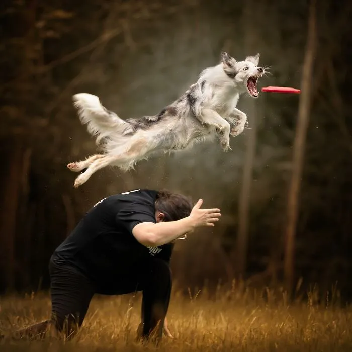 40 De las mejores imágenes de todas las ediciones de los Premios Internacionales de Fotografía Canina