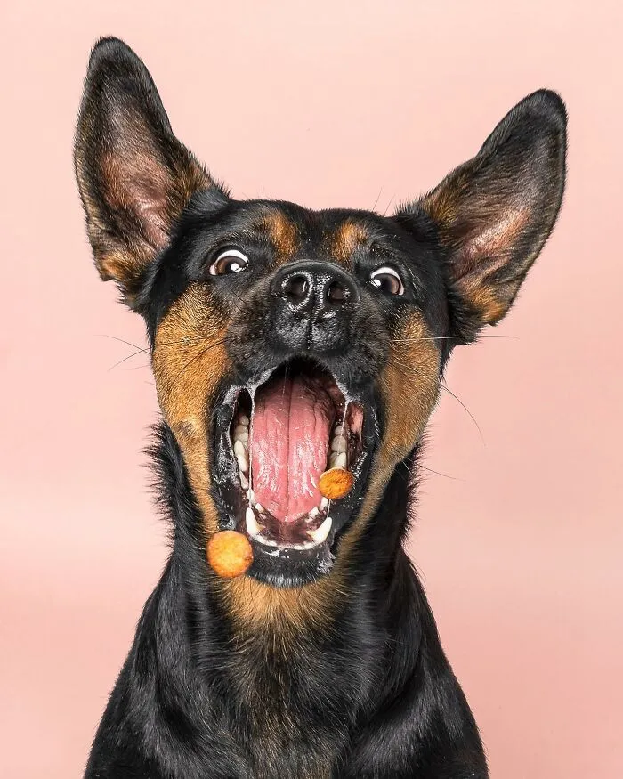 40 De las mejores imágenes de todas las ediciones de los Premios Internacionales de Fotografía Canina