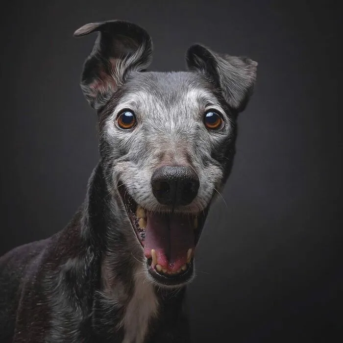40 Of The Best All Time Images From The International Dog Photography Awards