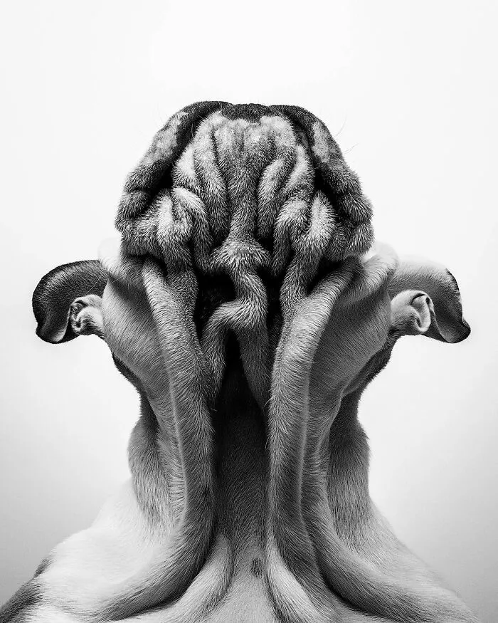 40 De las mejores imágenes de todas las ediciones de los Premios Internacionales de Fotografía Canina