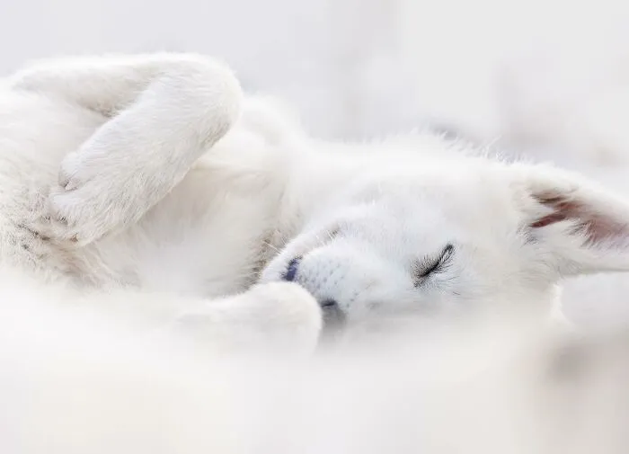 40 De las mejores imágenes de todas las ediciones de los Premios Internacionales de Fotografía Canina