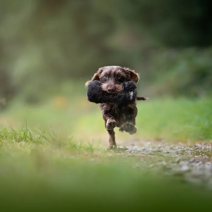40 De las mejores imágenes de todas las ediciones de los Premios Internacionales de Fotografía Canina