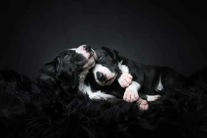 40 Of The Best All Time Images From The International Dog Photography Awards