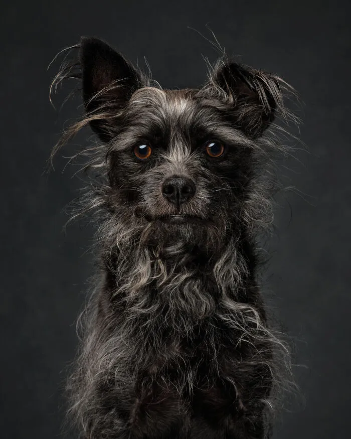 40 Of The Best All Time Images From The International Dog Photography Awards