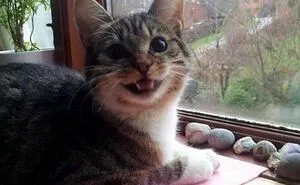Hey Pandas, Show The Funniest Cat Meme You Can Think Of (Closed)