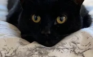 Hey Pandas, Post A Pic Of Your Cat To Celebrate International Cat Day (Closed)