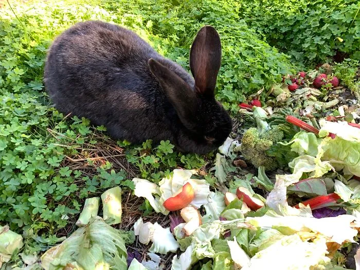 This Is Our Massive Unit, Kuro. No Bananas But A Stalk Of Broccoli For Scale