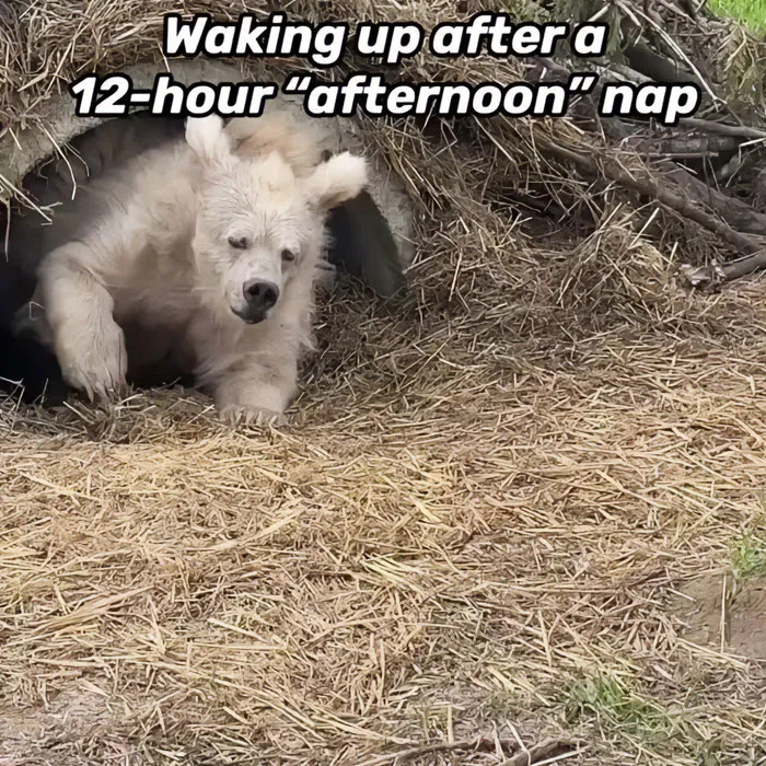 “When Your 'Afternoon' Nap Turns into a Full Night’s Sleep”