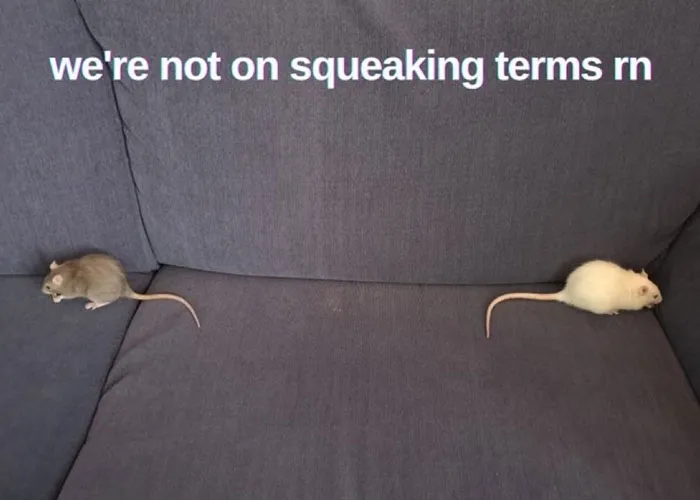 No Squeaking Allowed