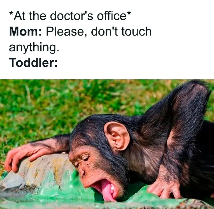 Funny mom meme showing a chimp acting like a toddler, licking a rock at the doctor's office.