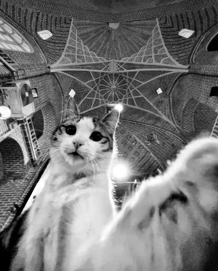 30 Photos Featuring Cat-Tastic Moments Captured By This Photographer