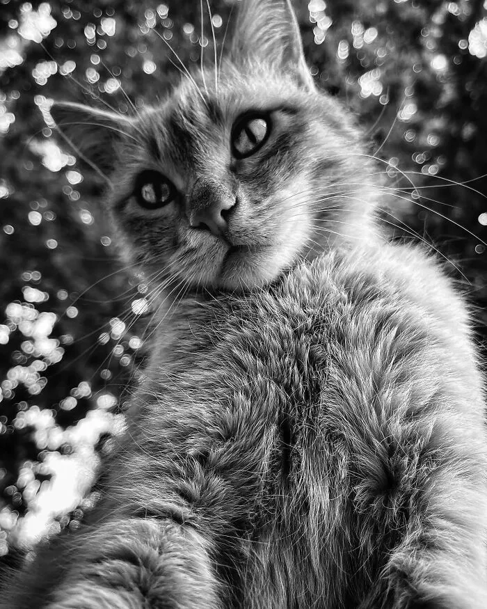 30 Photos Featuring Cat-Tastic Moments Captured By This Photographer