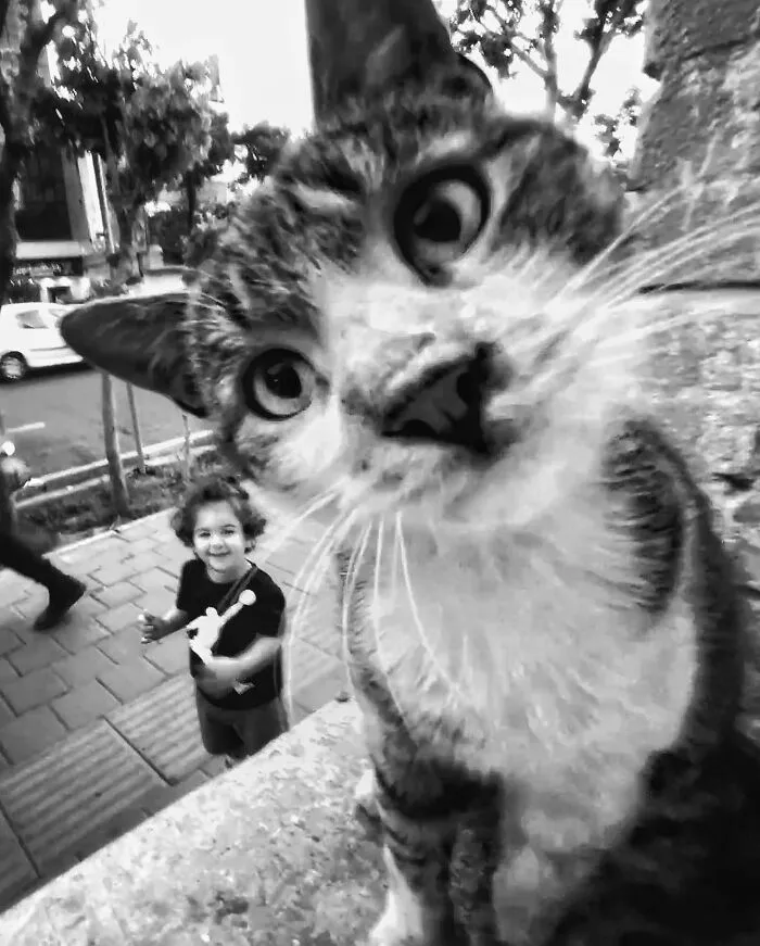 30 Photos Featuring Cat-Tastic Moments Captured By This Photographer