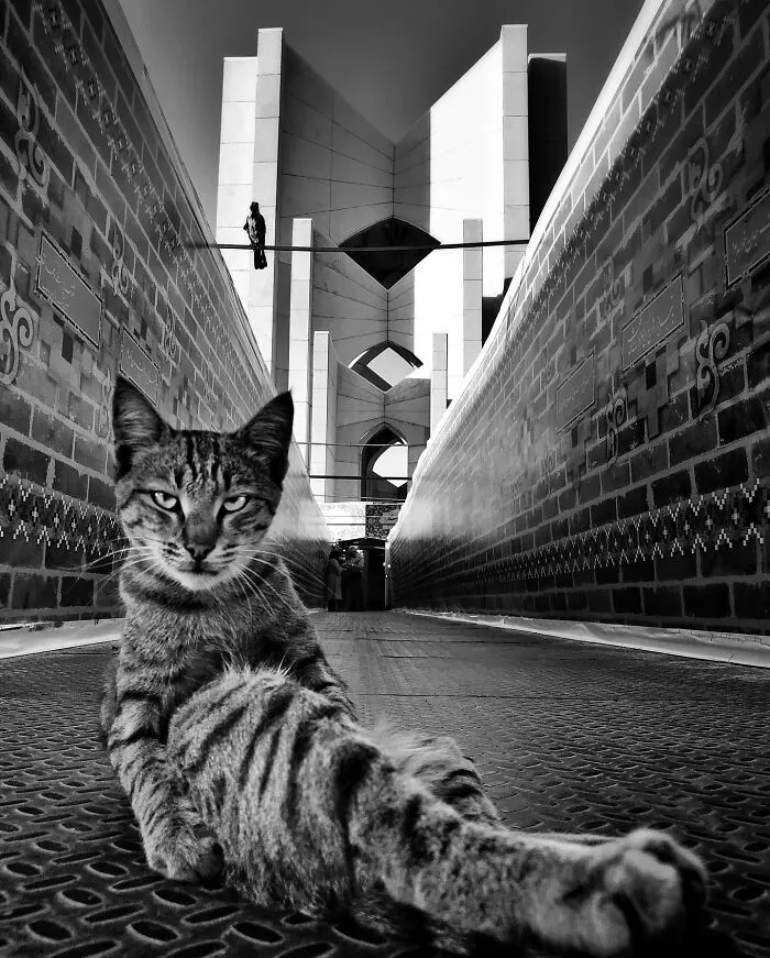 30 Photos Featuring Cat-Tastic Moments Captured By This Photographer